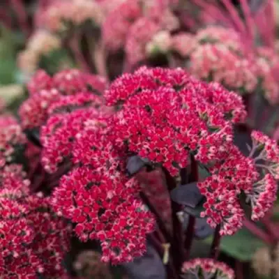 Очиток (седум) РЕД КАУЛИ в Гродно