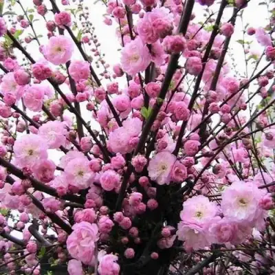 Миндаль ТРЁХЛОПАСТНЫЙ (луизеания) в Гродно