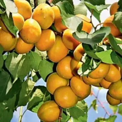 Абрикос БРЯНСКИЙ РАННИЙ в Гродно