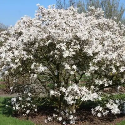 Магнолия КОБУС в Гродно