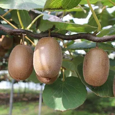 Актинидия ЗАКАРПАТЬЕ киви в Гродно