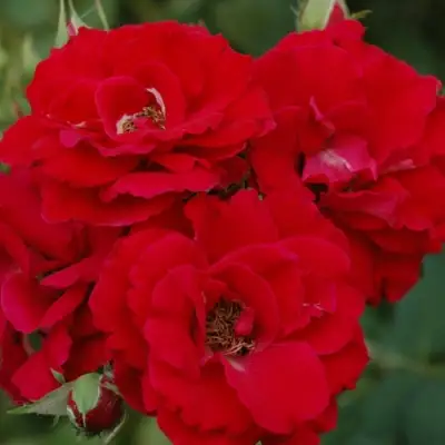 Роза ЧАМПЛЕЙН флорибунда в Гродно