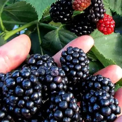 Ежевика ЭВЕРГРИН бесшипная  в Гродно