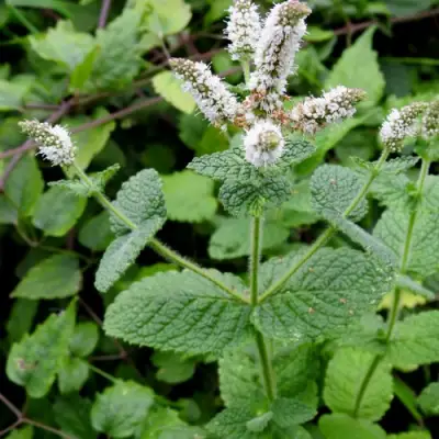 Мята яблочная в Гродно