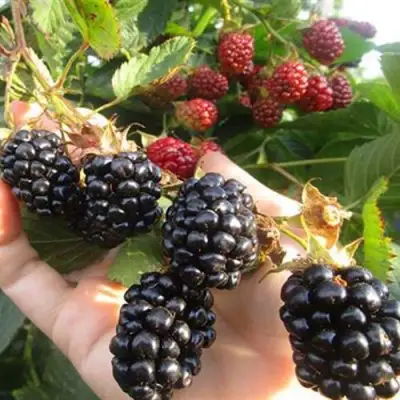 Ежевика НАВАХО бесшипная  в Гродно