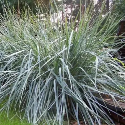 Элимус БЛЮ ДЮН песчаный в Гродно