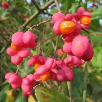 Бересклет ЕВРОПЕЙСКИЙ в Гродно