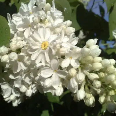 Сирень РОЧЕСТЕР в Гродно