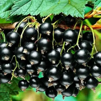 Смородина черная АТЛАНТ в Гродно