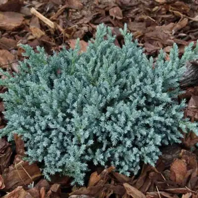 Можжевельник БЛЮ СПАЙДЕР чешуйчатый в Гродно