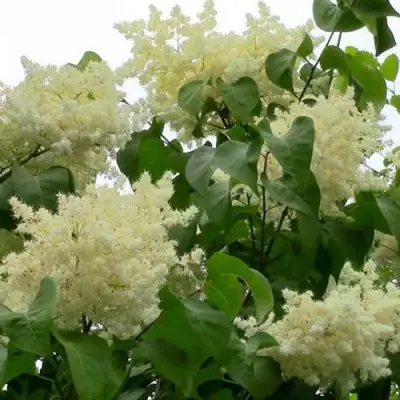 Сирень АМУРСКАЯ в Гродно