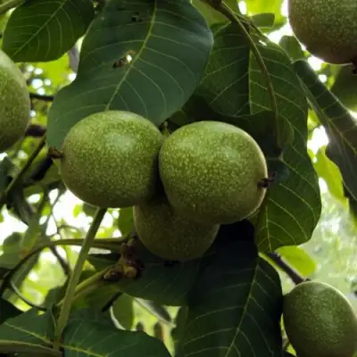 Грецкий орех ПИНСКИЙ в Гродно