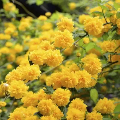 Керрия японская АУРЕОВАРИЕГАТТА в Гродно