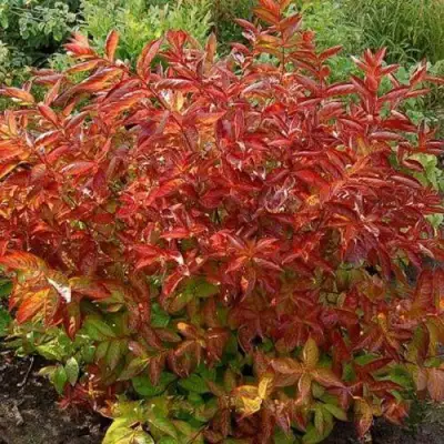 Вейгела ОГНЕННЫЕ КРЫЛЬЯ в Гродно