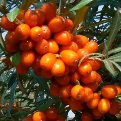 Облепиха ПЛАМЕННАЯ в Гродно