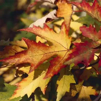 Клен серебристый в Гродно