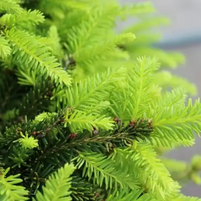 Ель НИДИФОРМИС обыкновенная в Гродно