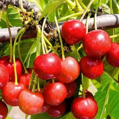 Черешня БЮТТНЕРА КРАСНАЯ в Гродно