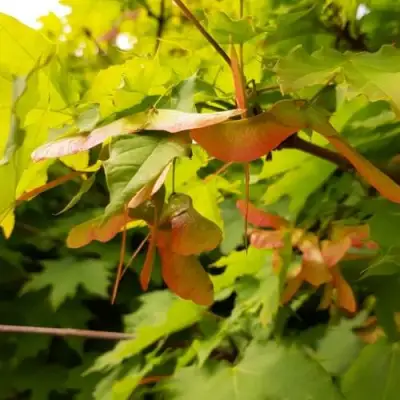 Клен ложноплатановый в Гродно