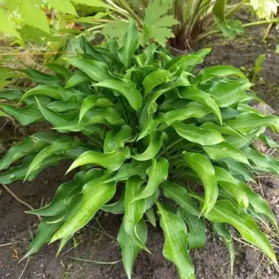 Хоста ГАРРИ ВАН ТРИЕР в Гродно