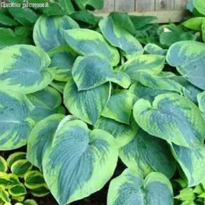 Хоста ТОКУДАМА ФЛАВОЦИРЦИНАЛИС гибридная в Гродно