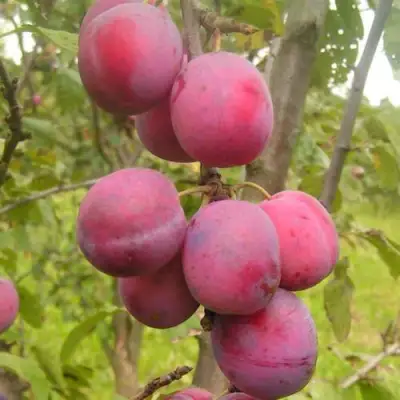 Слива ЭДИНБУРГСКАЯ в Гродно