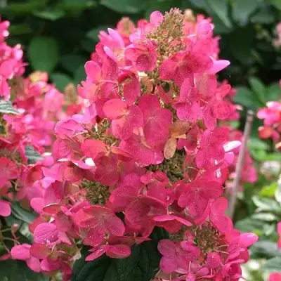 Гортензия МЕГА МИНДИ метельчатая в Гродно