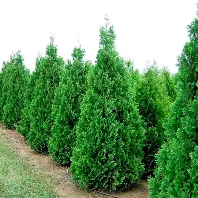 Туя СПИРАЛИС западная в Гродно