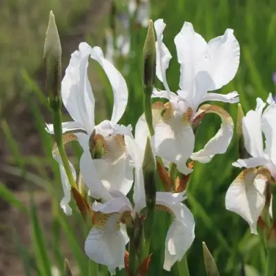 Ирис АЛЬБА сибирский в Гродно