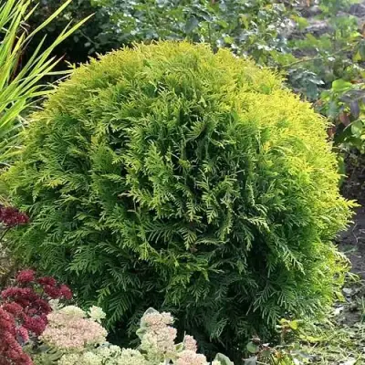 Туя ЕЛЛОУ ГЛОБ западная в Гродно