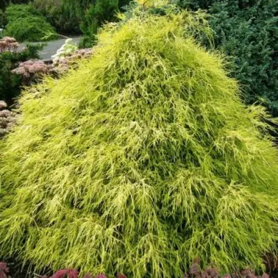 Кипарисовик ФИЛИФЕРА АУРЕА горохоплодный в Гродно