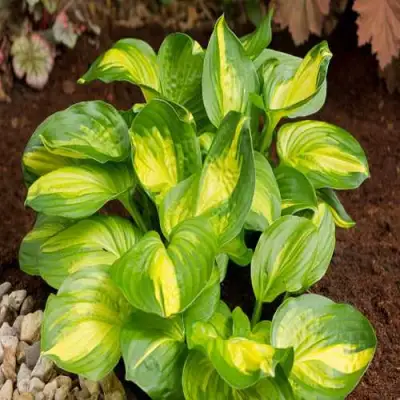 Хоста ЭМЕРАЛЬД ЧАРДЖЕР гибридная в Гродно