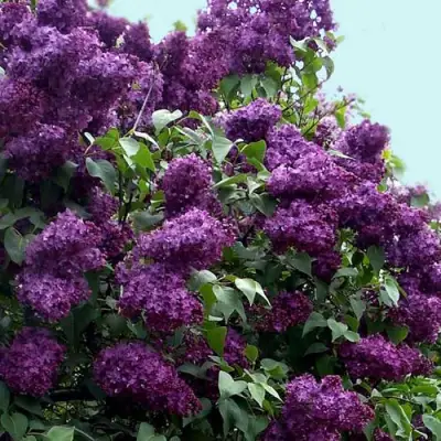 Сирень ИНДИЯ в Гродно