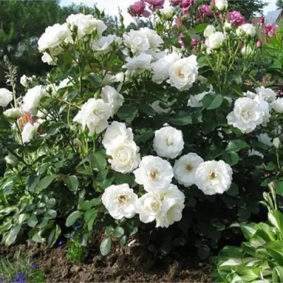 Роза АЛАБАСТЕР флорибунда в Гродно