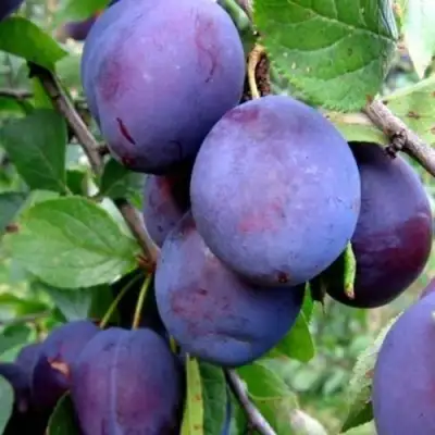 Слива ПЕРДРИГОН в Гродно