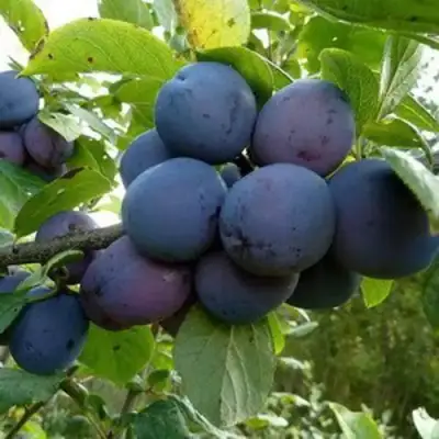 Слива КРОМАНЬ в Гродно