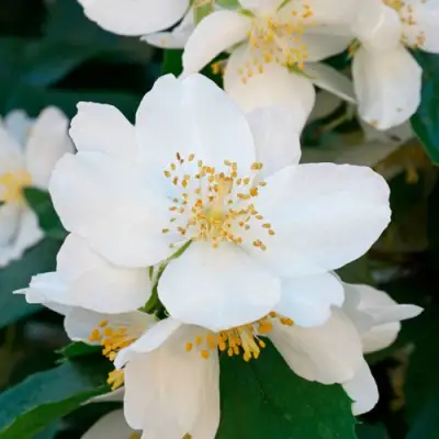 Жасмин ЮСТИНКА в Гродно