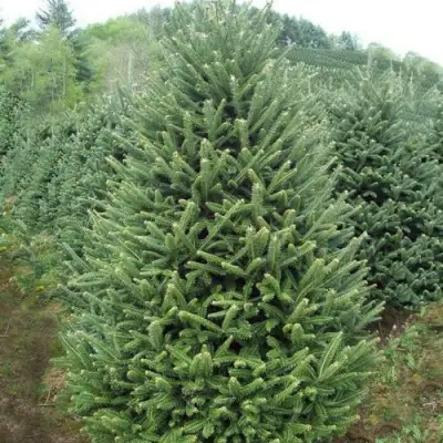 Пихта ФРАЗЕРА в Гродно