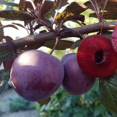 Слива ПАННА в Гродно