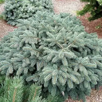 Ель НАНА сизая в Гродно