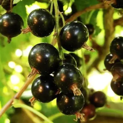 Смородина чёрная НАРА в Гродно