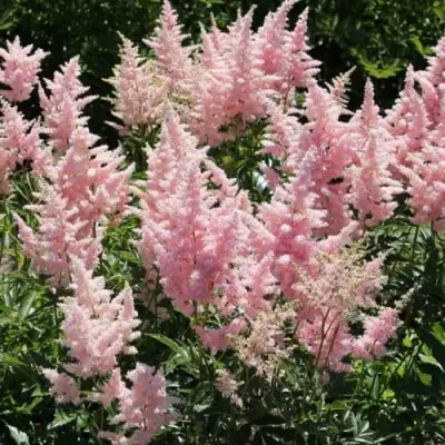 Астильба ГЛИТТЕР ЭНД ГЛАМУР китайская в Гродно