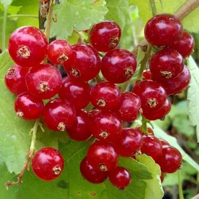 Смородина красная РОНДОМ в Гродно