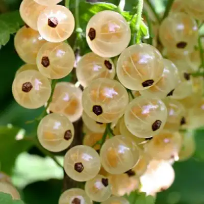 Смородина белая ВИКСНЕ БЕЛАЯ в Гродно