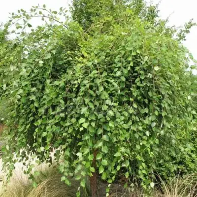 Береза САММЕР КАСКАД черная в Гродно