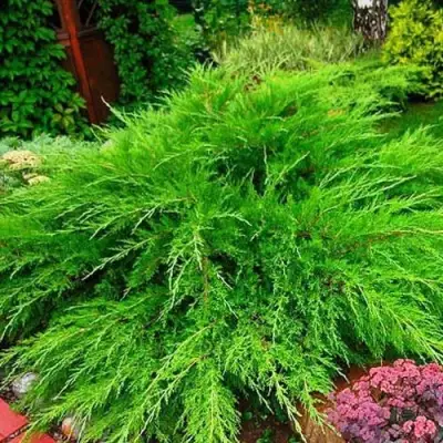 Можжевельник МИНТ ДЖУЛЕП средний в Гродно