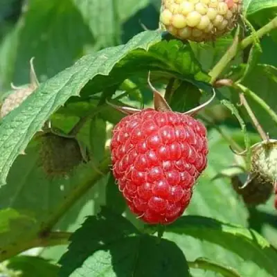 Малина КВЕЛЛИ в Гродно
