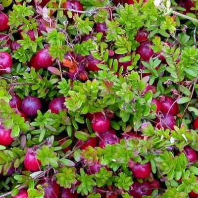 Клюква ПИЛИГРИМ в Гродно