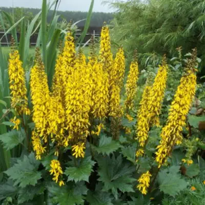 Бузульник ПРЖЕВАЛЬСКОГО в Гродно
