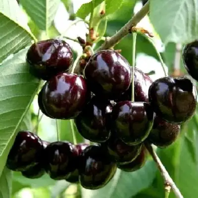 Дюк НОЧКА в Гродно